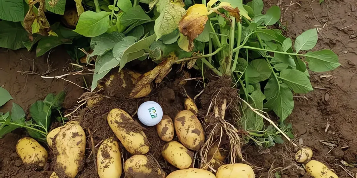 German seed potato